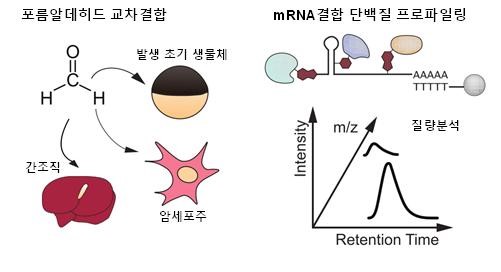 김빛내리 서울대 생명과학부 교수(기초과학연구원 RNA연구단장)와 김종서 교수 공동연구팀은 포름알데히드를 이용해 조직이나 장기에서도 mRNA와 결합하는 단백질을 분석하고 정량화하는 새로운 방법을 개발했다. 서울대 제공