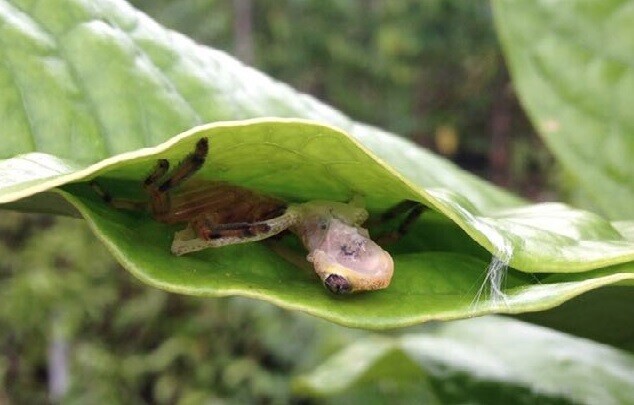 농발거미가 나뭇잎 2장으로 엮은 은신처에 사냥한 개구리를 물고 들어간 모습. 풀전스 외 (2020) ‘생태학 및 진화’ 제공