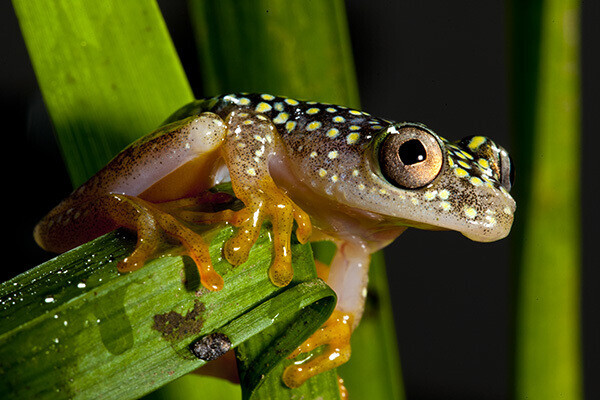 거미에 먹힌 종과 속이 같은 마다가스카르의 나무 개구리. 위키미디어 코먼스 제공