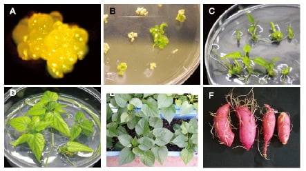 <그림1> 고구마 체세포배에서 식물체 재분화 과정