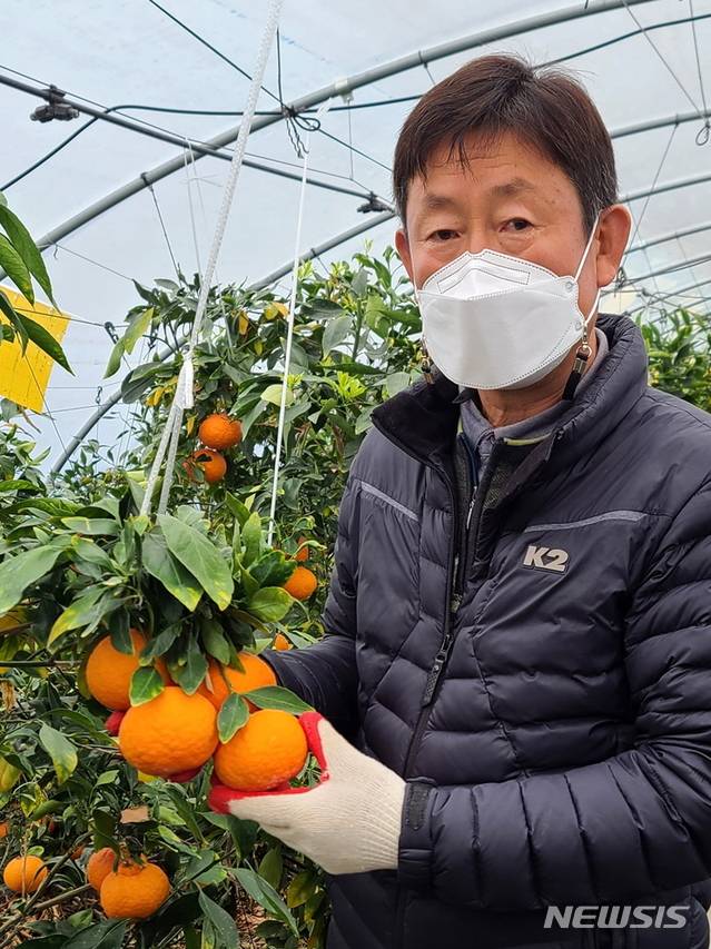 아열대 작물 만감류인 '홍예향(레드향)'을 재배하는 정읍 내장상동 허철원 씨가 수확 전 홍예향을 들어보이고 있다.