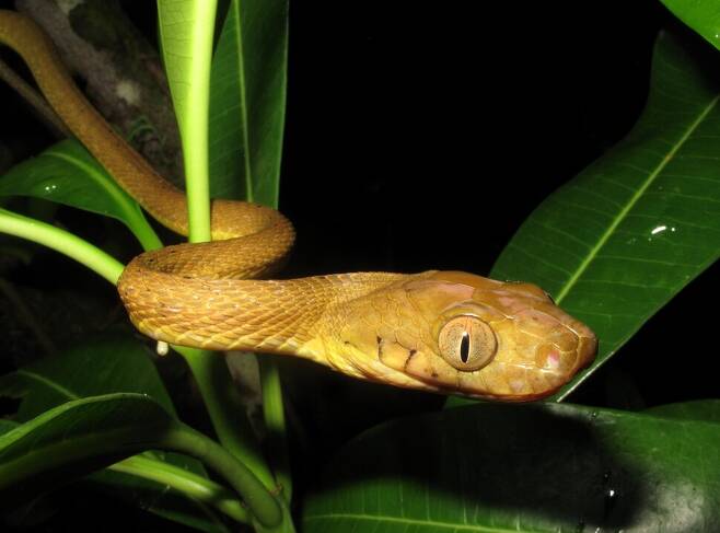 갈색나무뱀은 괌에 유입된 뒤 토종 새 10종을 멸종으로 몰아넣었다. 나머지 2종의 보전대책을 세우는 과정에서 이 뱀의 색다른 이동 방식이 발견됐다. 비외른 라르드너, 미국 지질조사국 제공.