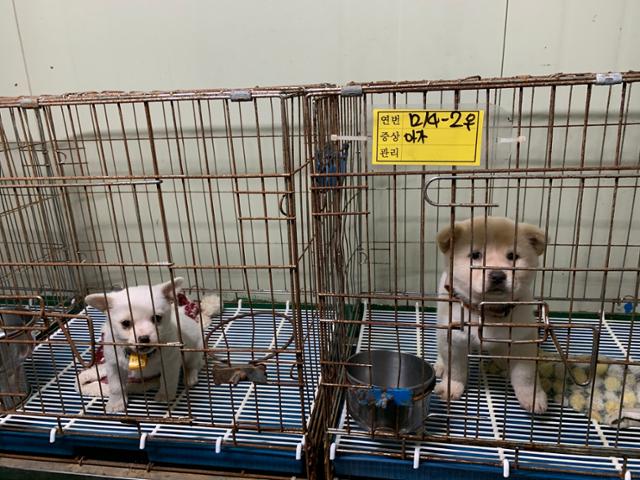 지난해 12월11일 경기 양주 한국동물구조관리협회에서 새끼 강아지들이 보호자나 입양자를 기다리고 있다. 이 두 마리는 구조돼 새 가족을 기다리고 있다. 고은경 기자