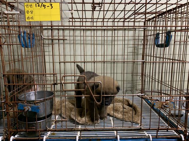 경기 양주 동물구조관리협회에는 길을 잃거나 버려진 태어난 지 얼마 안된 강아지들이 많이 입소한다. 고은경 기자