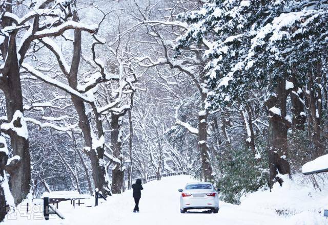 백양사 경내로 이어지는 숲길. 갈참나무 가지와 비자나무에 눈이 내려 한 폭의 수묵화를 그리고 있다.