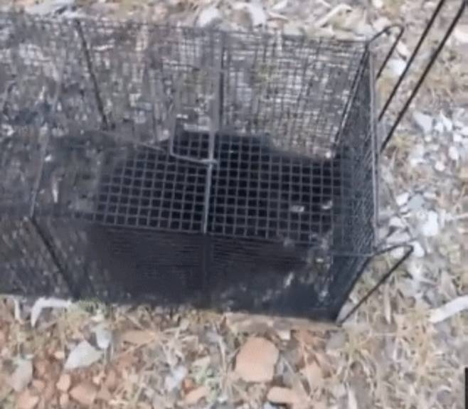 Screenshot of the video showing a cat in a steel cage (Yonhap)
