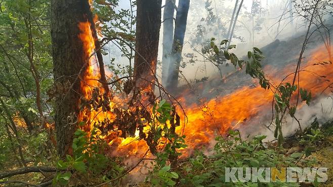 산불(쿠키뉴스DB)