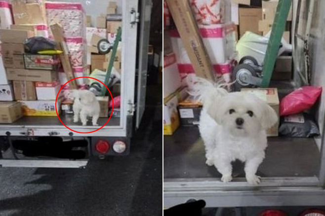 택배 트럭 짐칸에서 포착된 강아지. 온라인커뮤니티 캡처