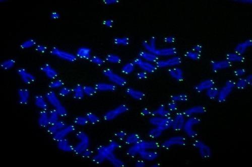 인간의 염색체(청색) 말단에 몰려 있는 텔로미어(녹색) [미 록펠러대 세포 생물학 유전학 랩 제공 / 재판매 및 DB 금지]