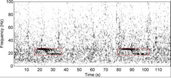 대왕고래 주파수 특유의 ‘Z’ 형태 모습이 20 Hz 부근에서 잘 관찰된다. 저주파 신호는 수중에서 매우 먼 지역까지 잘 전달된다.