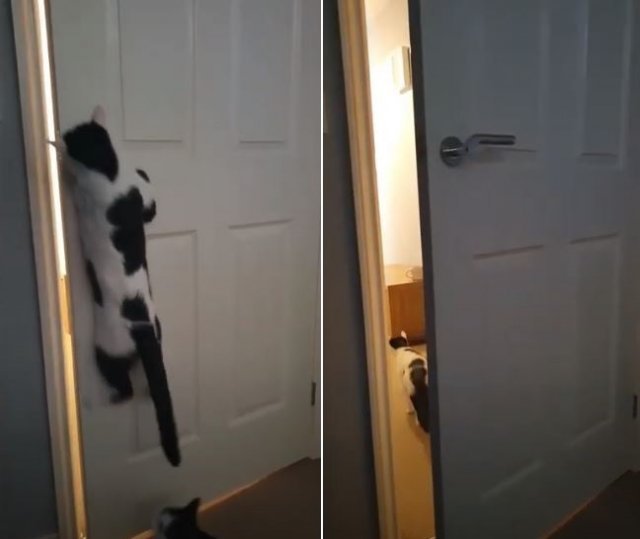영국에 거주하는 에이미 케네디의 반려묘 ‘심바’는 스스로 방문을 열 수 있다. 유튜브 동영상 캡처