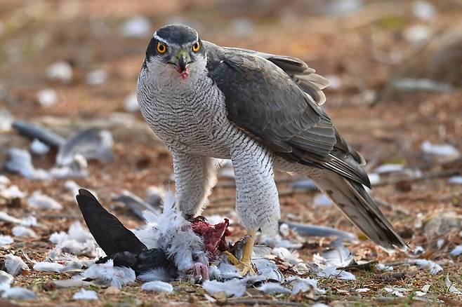 지난달 23일 서울 올림픽공원의 산책로 근처에서 참매가 사냥한 비둘기를 먹고 있는 모습. 은밀한 숲 속의 사냥꾼이 도심에 진출한 이유는 뭘까.