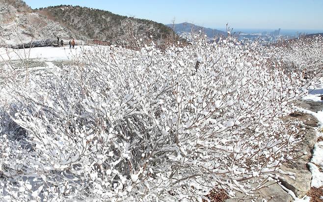 전국적으로 한파가 몰아친 지난해 12월 30일 오전 부산진구 백양산 애진봉 인근에 눈이 쌓여 있다. 중앙포토