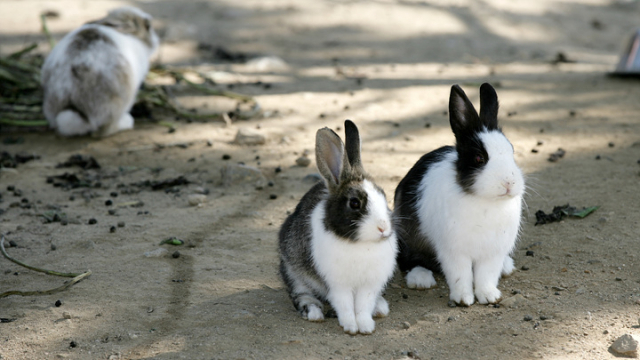 송도국제도시 토끼섬에 서식하고 있는 토끼들. /사진제공=인천경제자유구역청