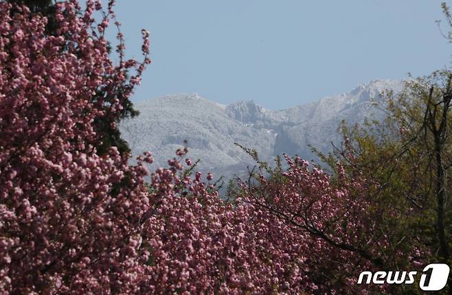 지난해 4월23일 오후 제주 오라동 한 도로에 겹벚꽃이 활짝 펴 상고대 핀 한라산과 어우러지며 시선을 사로잡고 있다.2020.4.23 /뉴스1 © News1 오현지 기자