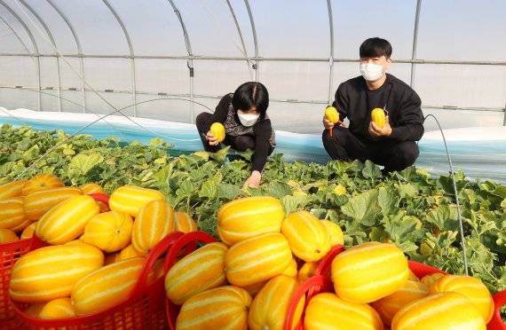 경ㅂ구 성주군 월항면 인촌리 배태훈 농가가 시설하우스 29동 규모로 지난해 11월 11일 정식해 15일 80박스(1박스/10㎏)를 첫 수확했다. 사진=성주군 제공