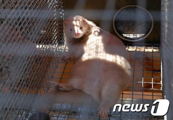 밍크. © 로이터=뉴스1