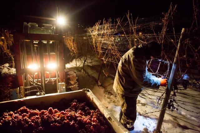 캐나다의 한 농부가 해가 진 겨울 밤에 아이스와인용 언 포도를 수확하고 있다. 게티이미지뱅크