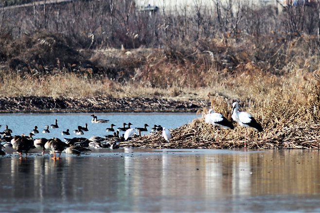 창원 주남저수지에서 발견된 국제적 보호종 황새 한 쌍. 창원시 제공