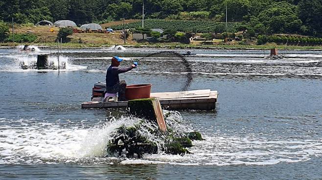 지난해 7월 충남 태안군 고남면 장곡리 흰다리새우 양식장에서 한 어민이 먹이를 주고 있다. 연합뉴스