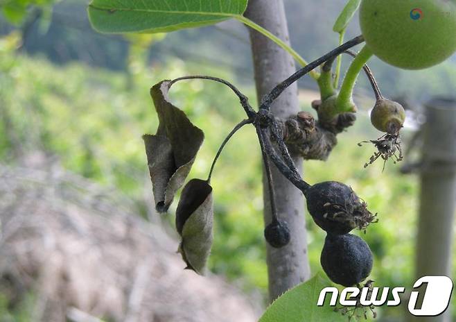 광주시 농업기술센터는 과수 화상병 예방을 위해 사과와 배 재배농가를 대상으로 방제약제를 무상지원한다. 사진은 '과수 화상병'에 걸린 열매 모습.(광주시 제공)2021.1.18 /뉴스1 © News1