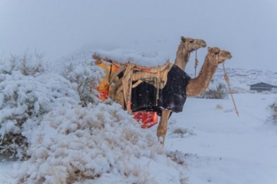 눈이 쌓인 사우디아라비아 남서부의 아시르 지역 / 사진=페이스북 게시글 갈무리