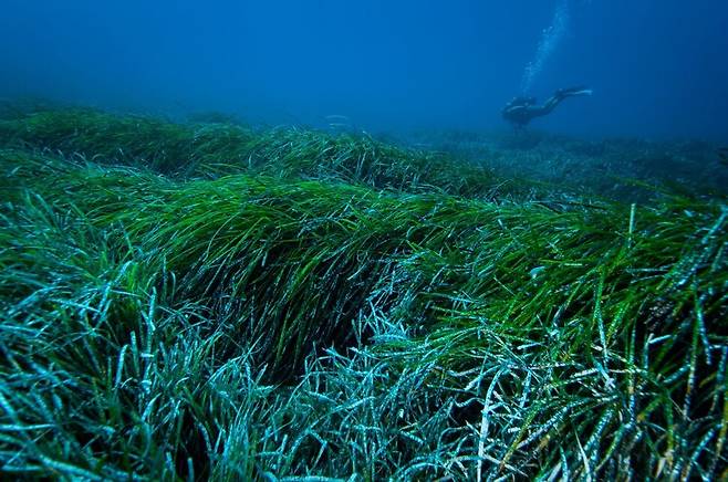 지중해의 잘피밭을 이루는 포시도니아 오세아니카 군락. 다양한 생태계 기능과 함께 플라스틱 제거 기능도 하는 사실이 밝혀졌다. 조르디 레가스 제공.