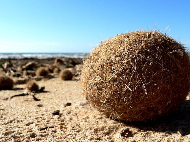 포시도니아 잘피밭에서 생성된 해초 공이 폭풍으로 해변에 밀려 나와 있다. 해초 공에 포함된 플라스틱을 어떻게 처리할지는 또 다른 문제이다. 위키미디어 코먼스 제공.