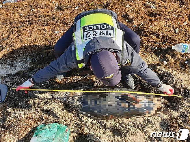20일 제주 서귀포시 대정읍 신도포구 해변에서 상괭이 사체 2구가 발견됐다.(서귀포해양경찰서 제공)2021.1.20/뉴스1© News1
