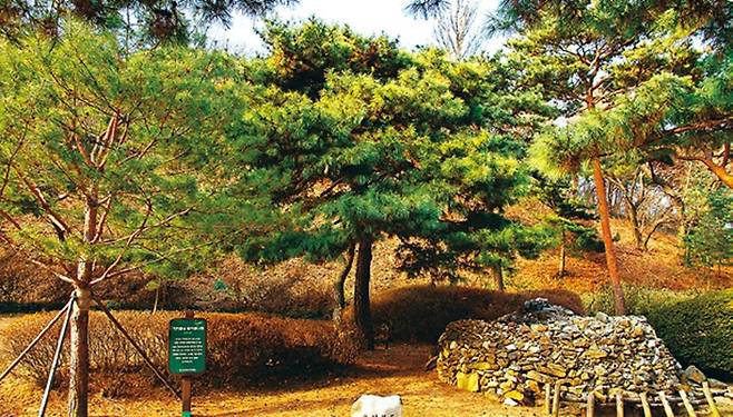 남산 팔도 소나무단지에 있는 충청북도 소나무. 보은군 정이품송의 자식나무다.