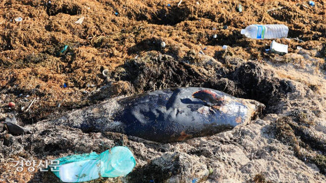 해양환경단체 핫핑크돌핀스가 지난 20일 서귀포시 대정읍 해안에서 괭생이 모자반 더미와 해양 쓰레기 사이에서 부패 중인 상괭이 사체를 발견했다. 핫핑크돌핀스 제공