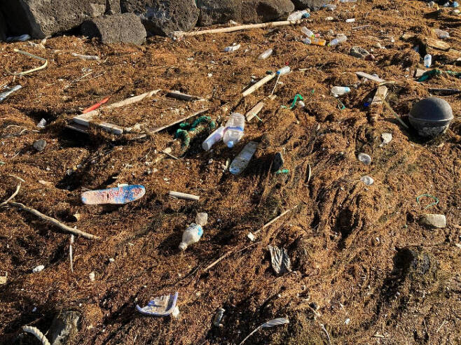 예년보다 두세 달 일찍 괭생이모자반과 해양쓰레기가 뒤엉켜 밀려와 제주 해안에 쌓이고 있다. 핫핑크돌핀스 제공