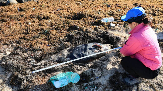 해양환경단체 핫핑크돌핀스가 지난 20일 서귀포시 대정읍 해안에서 괭생이모자반 더미와 해양 쓰레기 사이에서 부패 중인 상괭이 사체를 발견했다. 핫핑크돌핀스 제공