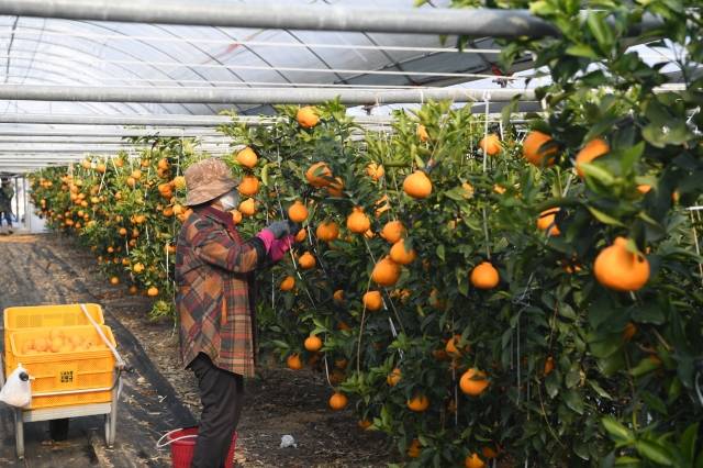 소백산 한라봉은 지역에서 생산된다는 차원에서 볼 때 물류비용 절감 등 가격 부분에서 상당한 경쟁력을 가질 수 있을 것으로 기대된다. 영주시 제공
