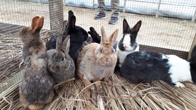 송도 토끼섬에서 지내던 토끼 18마리가 지난 15일 인천시설공단이 소유한 비닐하우스로 이동해 관리되고 있다. 토끼보호연대 제공