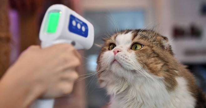 신종 코로나바이러스 감염증(코로나19) 봉쇄 완화로 영업을 재개한 태국 방콕의 한 고양이 카페에서 직원이 고양이의 체온을 측정하고 있다. 연합뉴스 제공