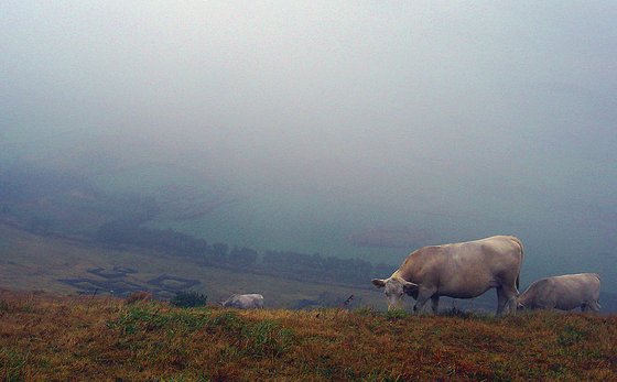 2003년의 용눈이오름. 안개비가 내리는 날이었다. 소가 여기저기에서 풀을 뜯고 있었다. 손민호 기자