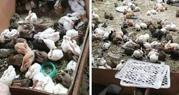 중국 허난성 뤄허에 있는 둥싱 물류창고에서 살아남은 토끼들. [사진=웨이보 캡처]