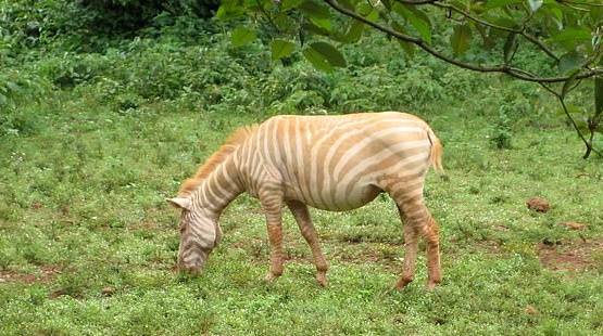 일반적인 흑백 줄무늬가 아닌 갈색과 베이지색 줄무늬를 가진 희귀 얼룩말(사진=AFP 연합뉴스)