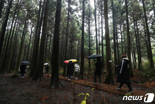 제주시 교래리 사려니숲길에서 관광객들이 우산을 쓰고 숲길을 걷고 있다.2019.12.26/뉴스1 © News1 DB
