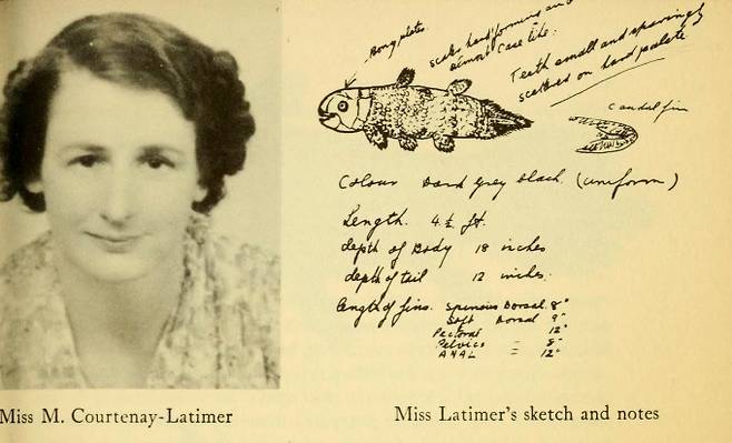 1938년 12월 23일 남아공 이스트런던박물관의 학예사 마조리 코트니-래티머는 부두에 갔다가 그물에 걸려 잡힌 실러캔스를 보고 사왔다. 오른쪽은 코트니-래티머가 그린 스케치와 특징을 요약한 메모다. 린다홀 도서관 제공