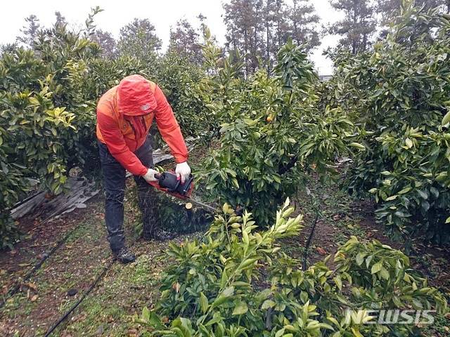 한 농가가 감귤원을 간벌하는 모습.(뉴시스 DB)