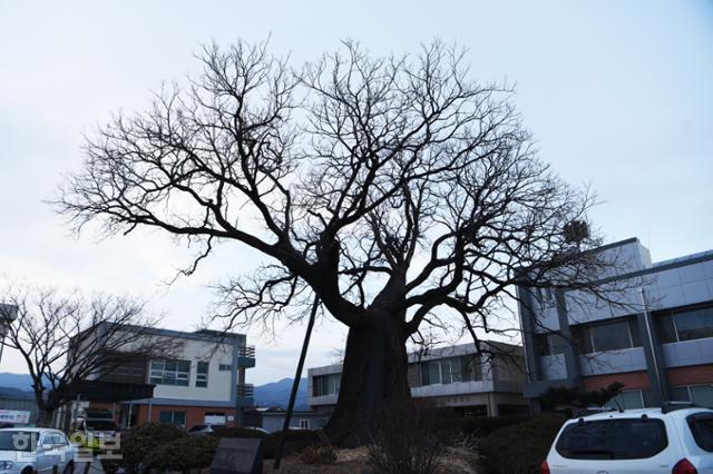 청하면 사무소 앞의 수령 500년 회화나무. 겸재의 그림에도 등장하는 나무다.