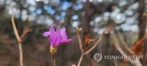 봄꽃 [연합뉴스 자료사진]