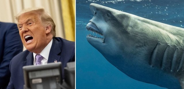 도널드 트럼프 전 대통령을 닮은 상어. 사진=AP/뉴시스, 만셀 인스타그램