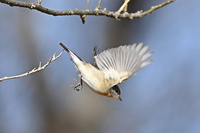 먹이를 찾아 재빨리 땅으로 내려가는 붉은가슴흰꼬리딱새.