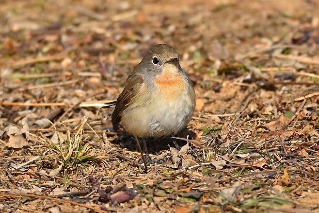 공중에서 곤충을 낚아채는 것이 특기이지만 곤충이 없는 한겨울 땅바닥에 내려앉아 식물 씨앗이라도 찾아야 한다.