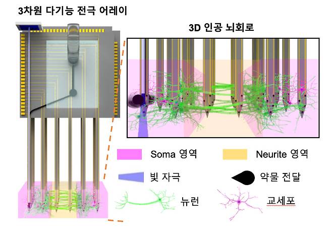 3D 인공 뇌 회로와 자극 및 신경신호 측정을 위한 3차원 다기능 전극 어레이.[KIST 제공]