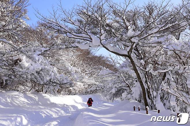 제주 한라산 어리목과 어승생악을 오르려는 탐방객들이 제설되지 않은 도로를 걸어서 탐방소로 향하고 있다.(한라산국립공원 제공)2021.1.13/뉴스1