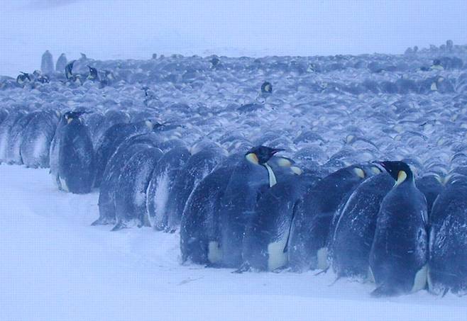 황제펭귄들이 겹겹의 대열을 만들어 서로의 체온으로 남극의 혹한을 이겨내고 있다.© 뉴스1 DB